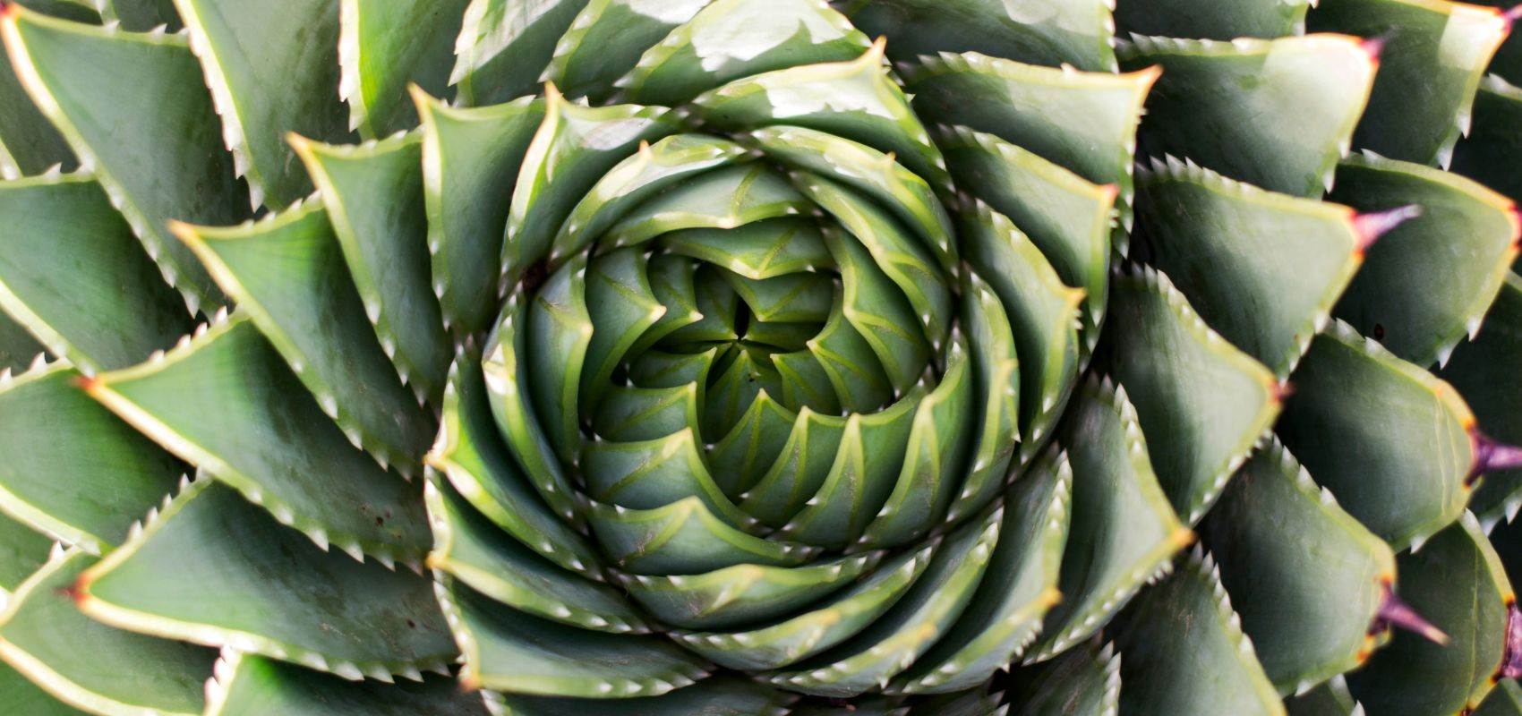 Grüne Pflanze, wo die Blätter zu einer Spirale geformt sind
